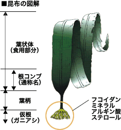 昆布 ガニアシ